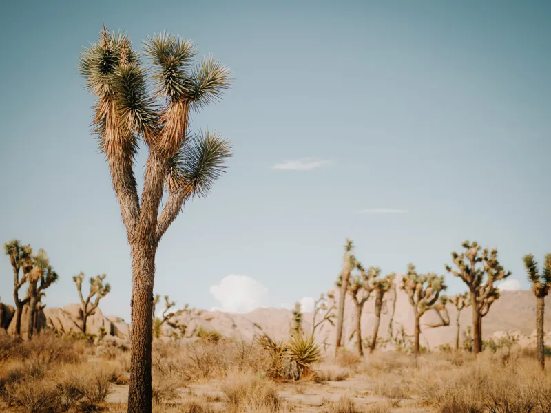 a group of palm trees next to a tree