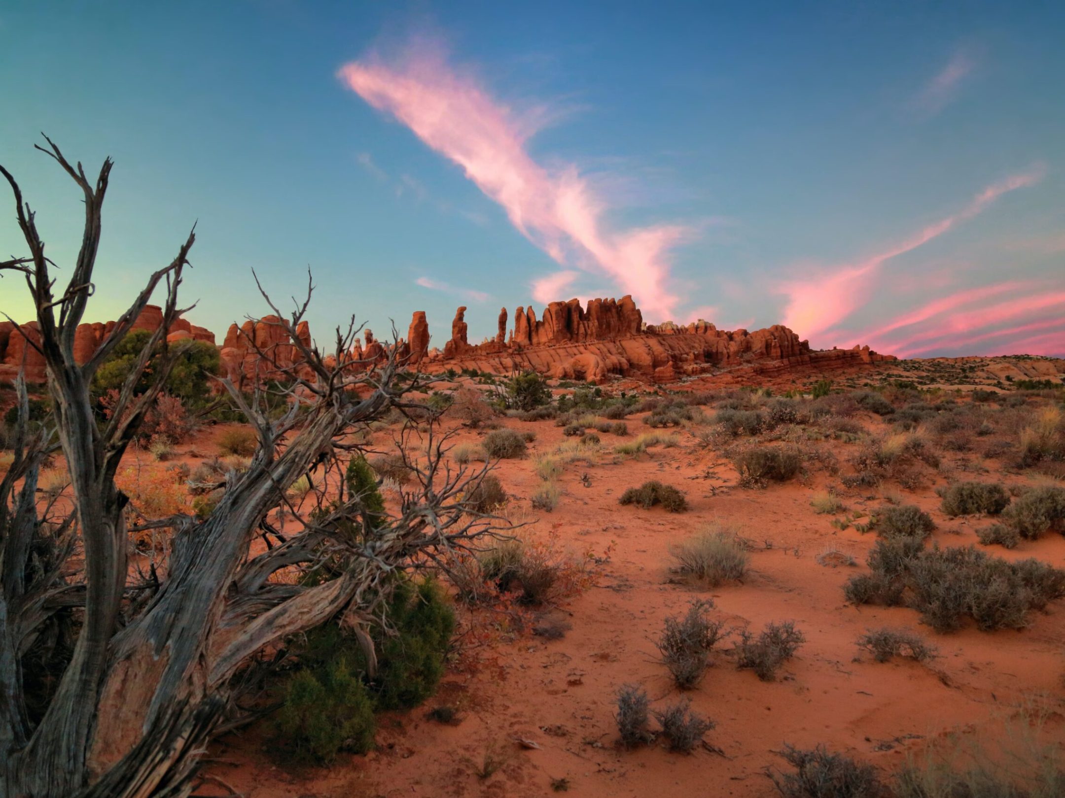 a tree with a hill in the background