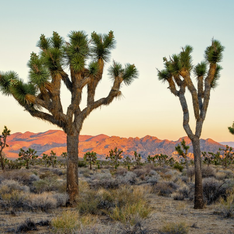 a group of palm trees next to a tree with Joshua Tree National Park in the background