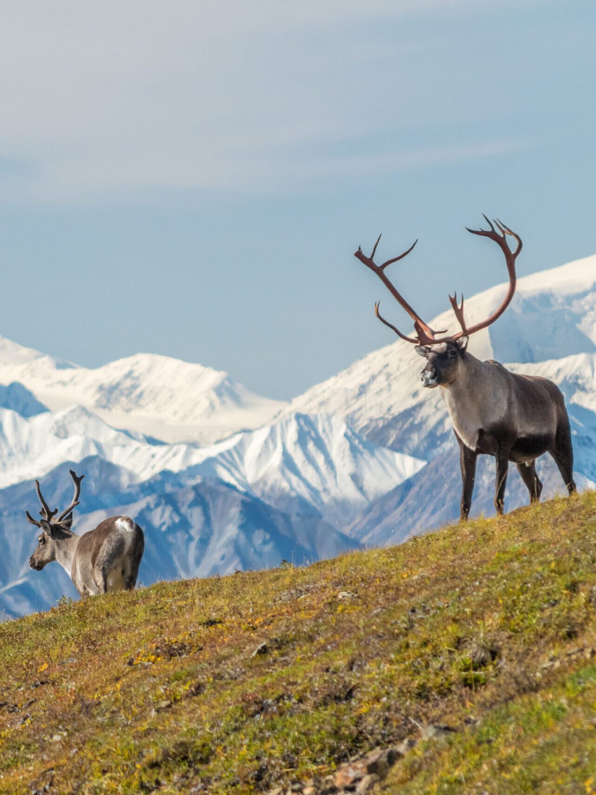 a deer standing on the side of a mountain