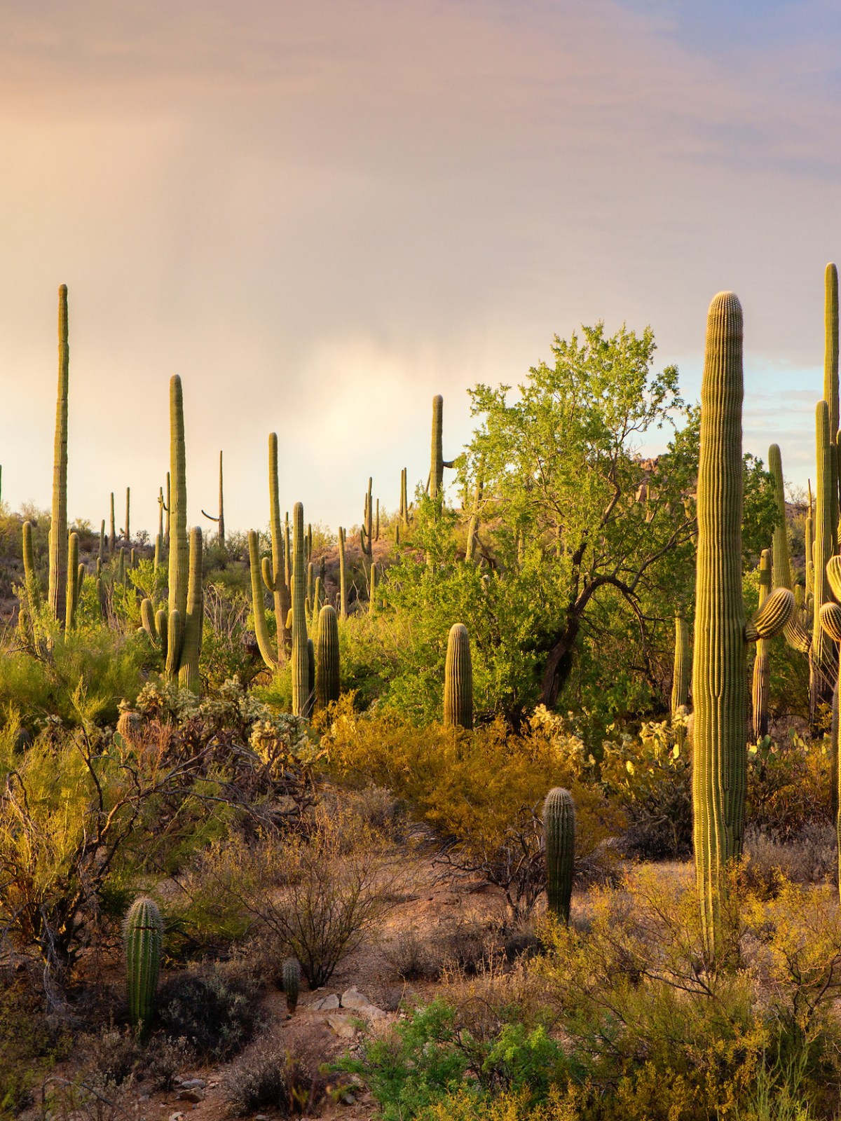 a cactus in a grassy field with trees in the background