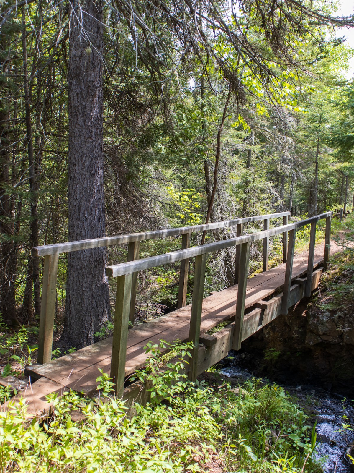 a wooden bridge in a forest