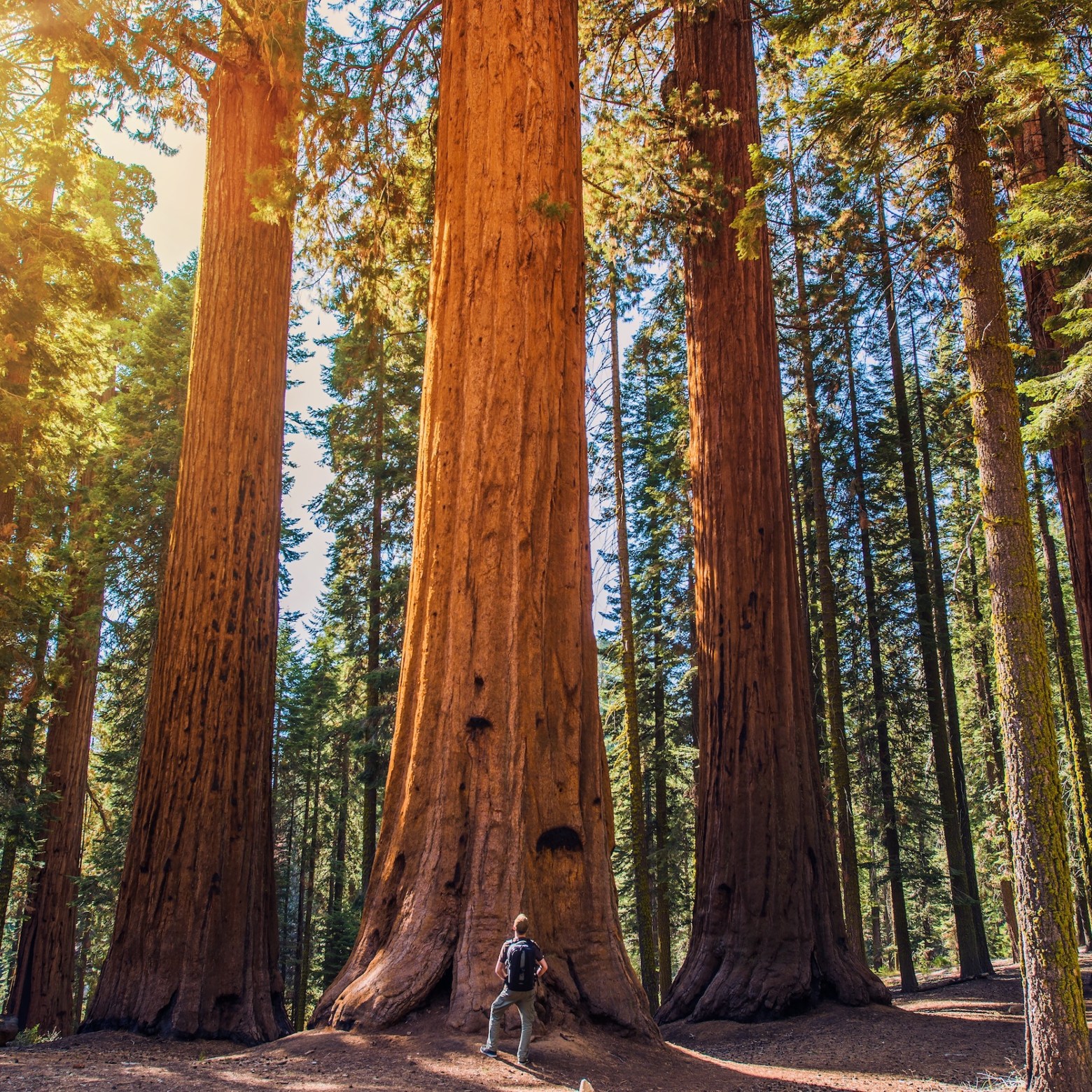 a tree in a forest