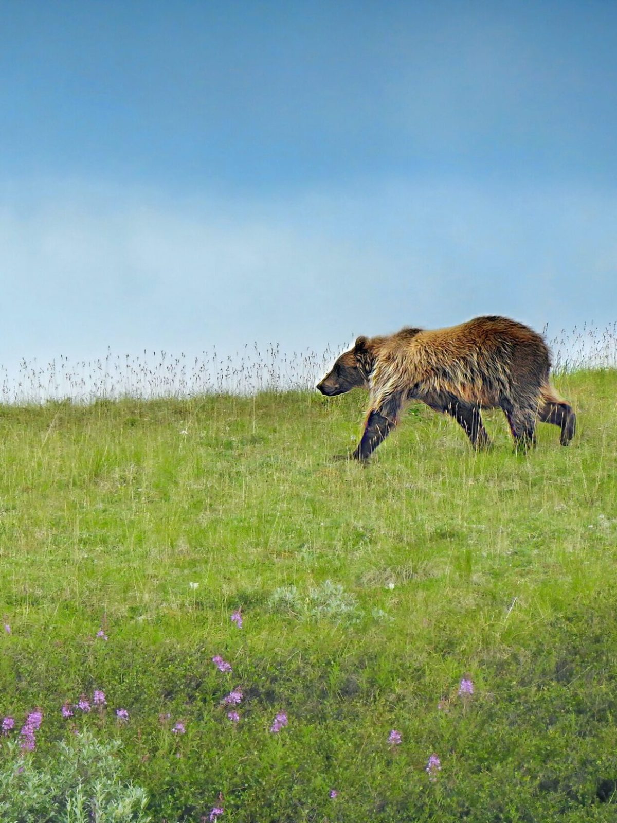 a bird standing on a lush green field