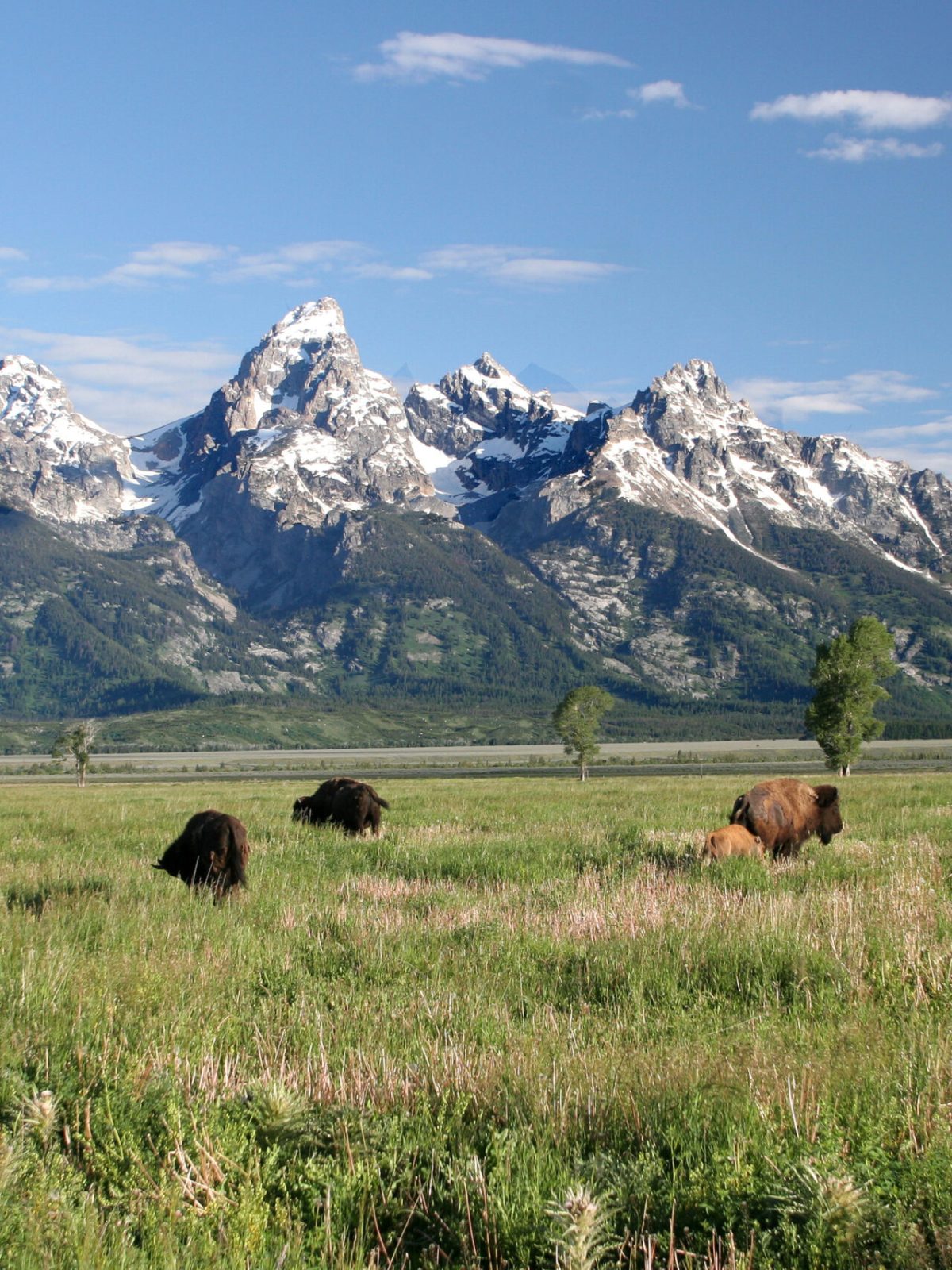 a herd of cattle grazing on a lush green field