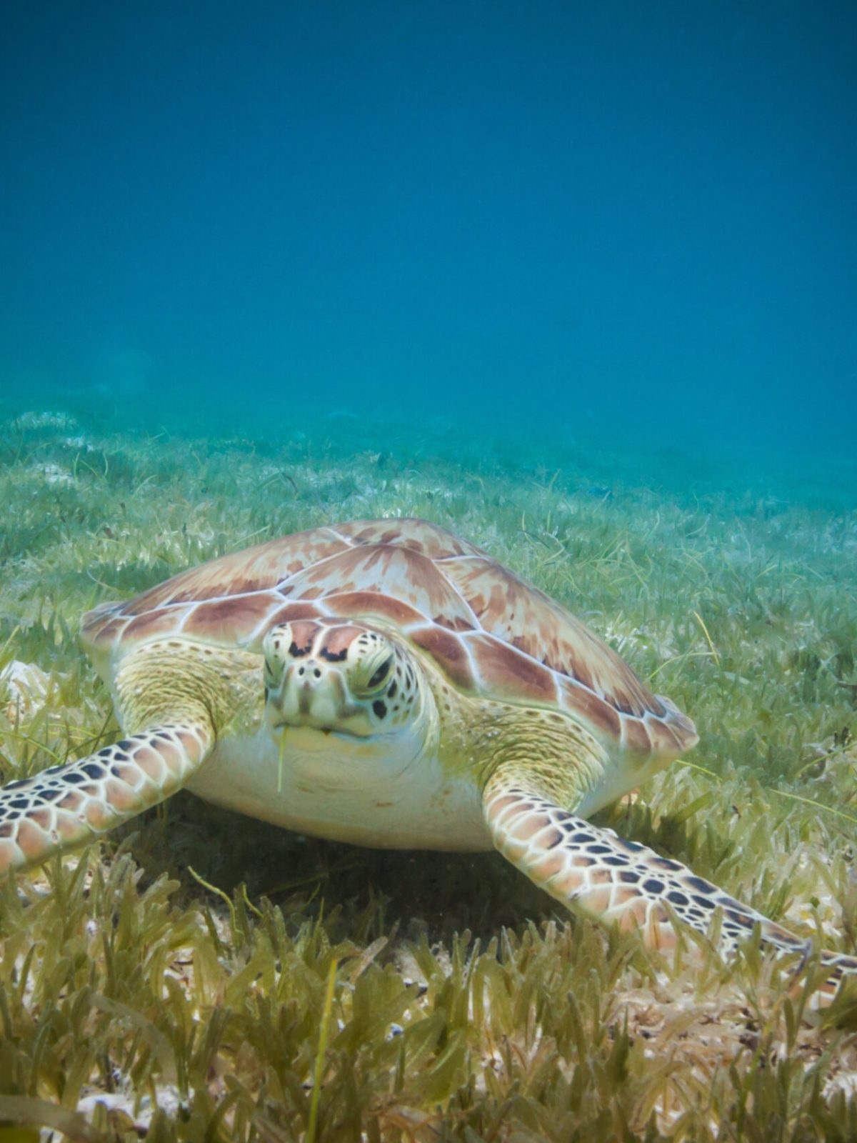 a turtle swimming under water