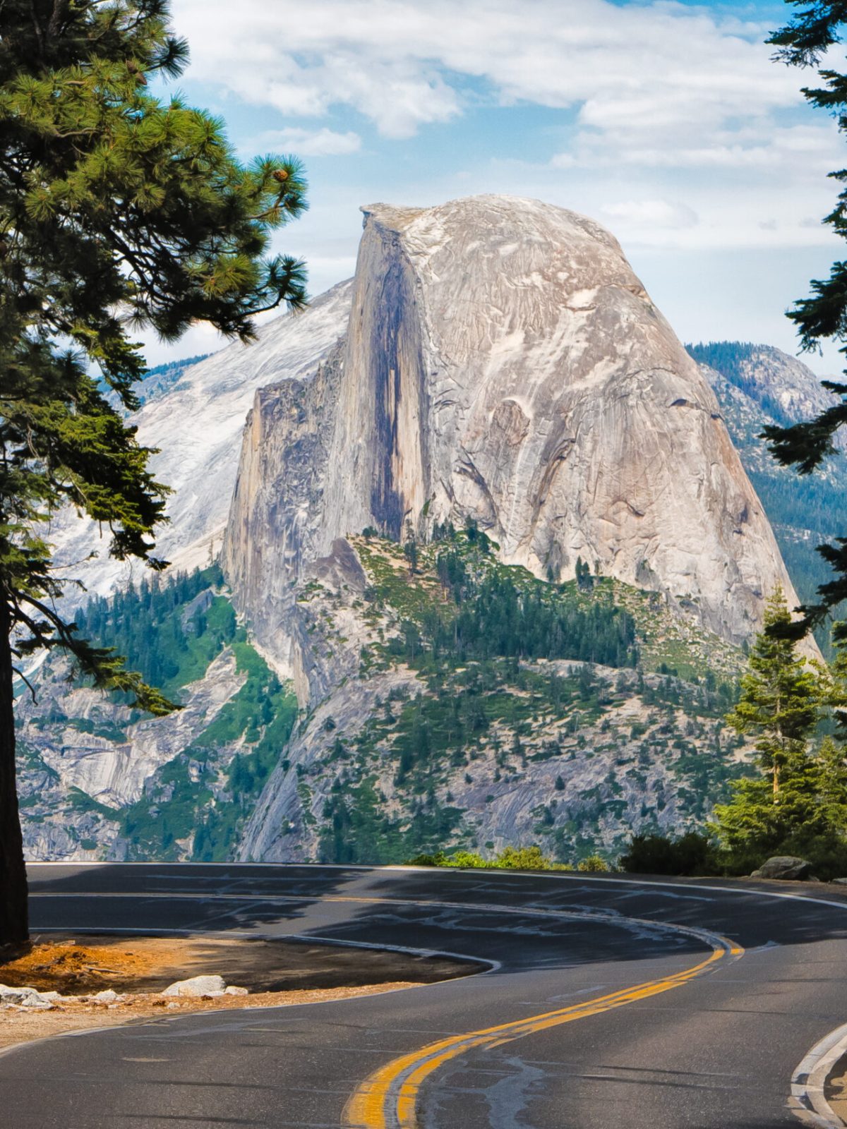 a tree with a mountain in the background