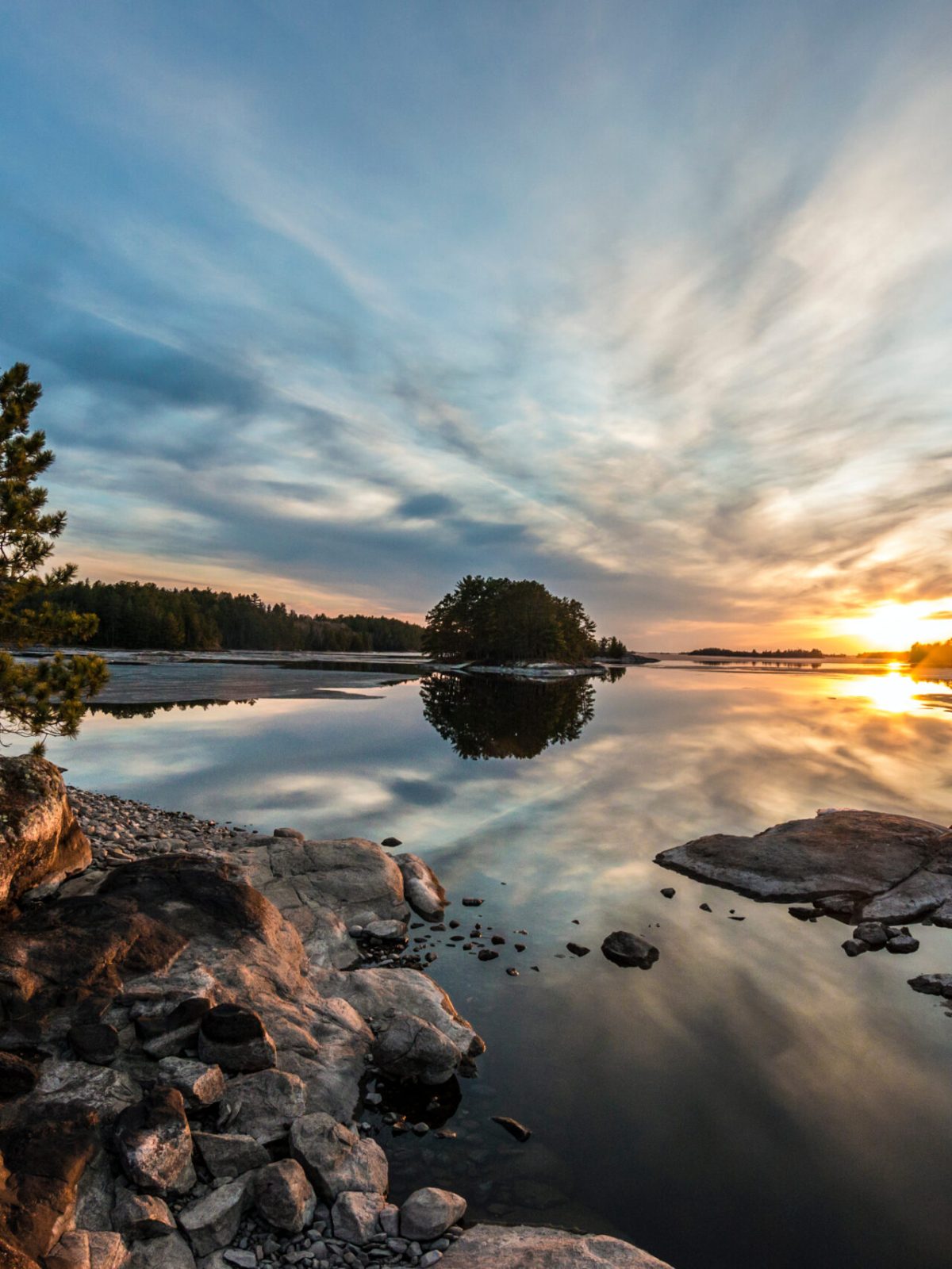 a tree next to a body of water