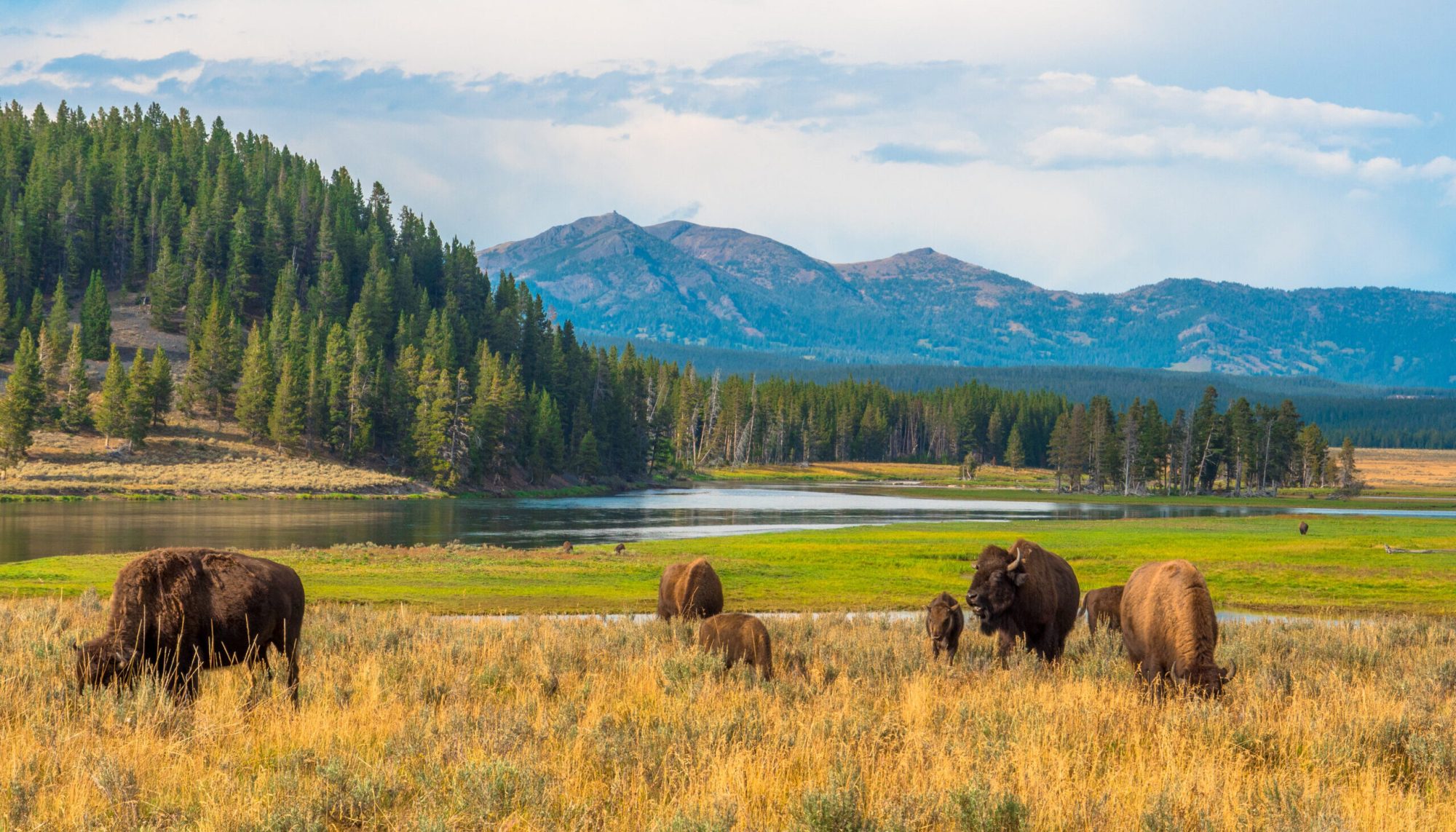 Buffalos at Hayden Valley in Yellowstone National Park, Wyoming, a herd of cattle grazing on a lush green field