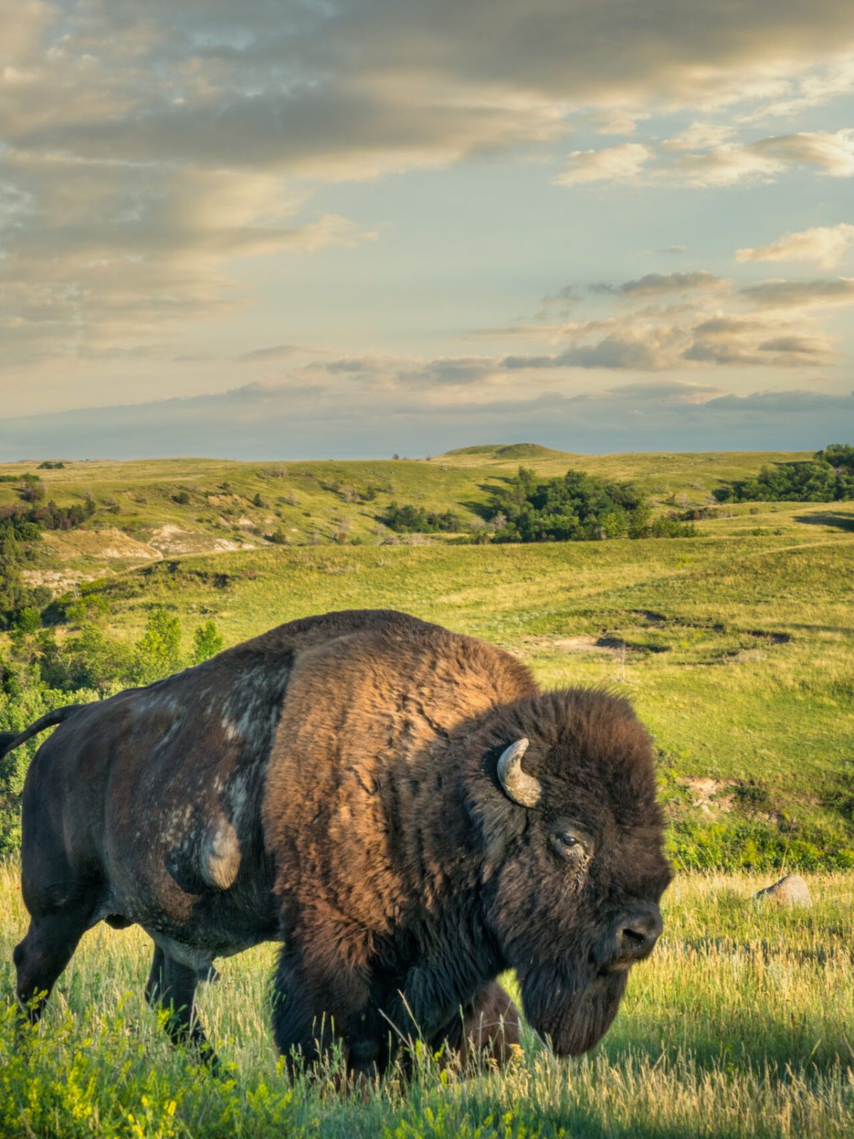a large brown cow standing on top of a lush green field
