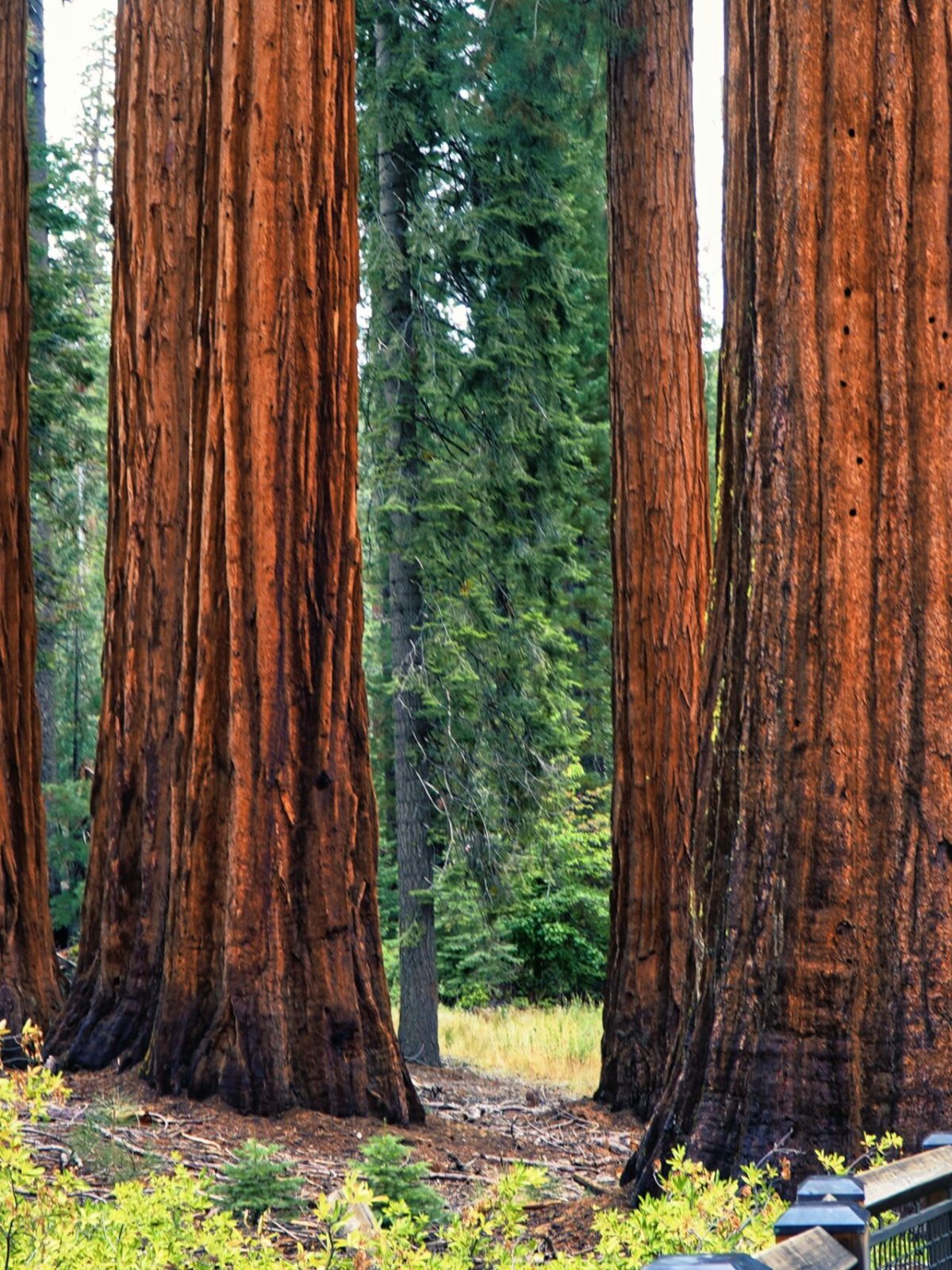 a group of people in a forest