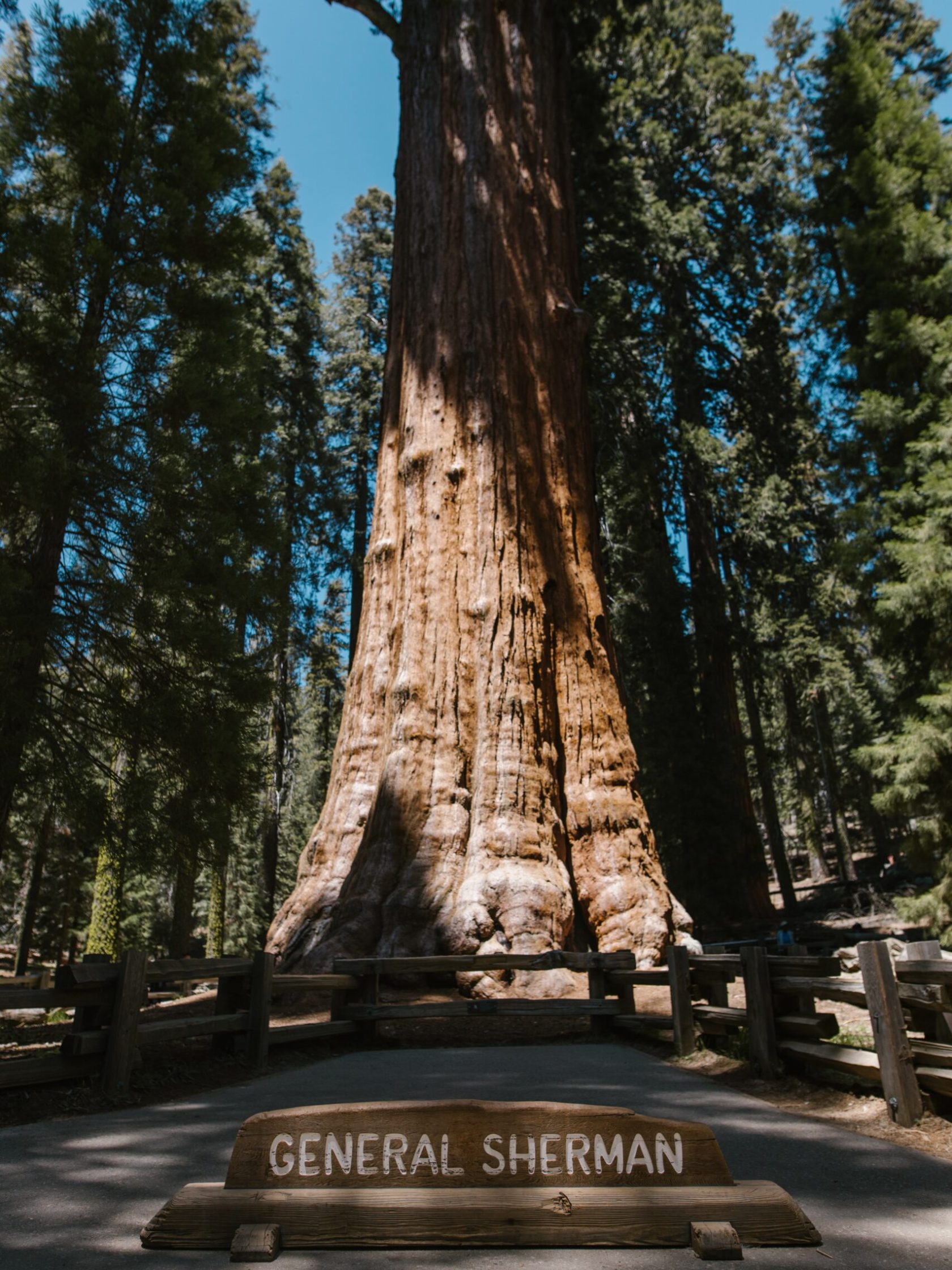 a bench next to a tree with Sequoia National Park in the background